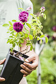 Man holding an old rose in a container, ready for planting.