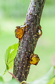 Gommose sur branche de cerisier, en juin : traduit une attaque au coeur du bois chez les fruits à noyau, souvent une attaque de chancre bactérien.