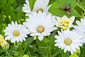 Cape daisy ecklonis 'Akila Daisy White', Osteospermum ecklonis 'Akila Daisy White', flowers