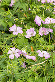 Oxford Geranium, Geranium oxonianum 'Holywood', flowers