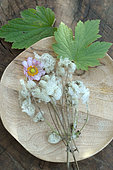 Japanese Anemone (Anemone japonica) and seeds in a cottony shell, leaf and flower