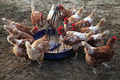 Isabrown chickens near a feeder