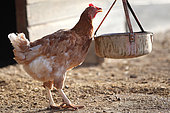 Isabrown chicken near a feeder