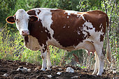Montbéliarde cow standing