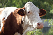 Portrait of a Montbeliarde cow