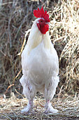 White cock in a farm, France