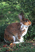 Domestic rabbit under foliage