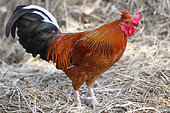 Cock bankiva in a farm, France