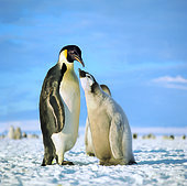 Emperor penguin (Aptenodytes forsteri) about to feed its chick. Cape Washington colony. Ross Sea, Antarctica.