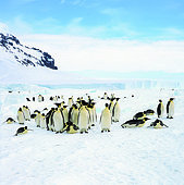 Emperor penguin (Aptenodytes forsteri) colony on Coulman Island, Ross Sea, Antarctica.