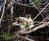 Golden-crowned (Tattersall's) sifaka : (Propithecus tattersalli) with infant. Daraina Reserve. North Madagascar.