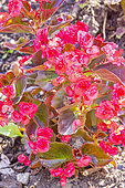 Begonia semperflorens 'Senator Red', flowers