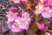 Begonia semperflorens 'Senator Rose', flowers