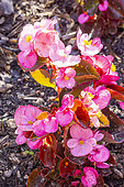 Begonia semperflorens 'Senator Rose', flowers