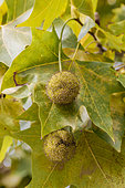 Plane tree (Platanus x hispanica) leaves and fruits in October