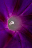 Common morning glory (Ipomoea purpurea) flower close-up, Gard, France