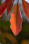 Cherry (Prunus sp.), close-up of autumn leaves
