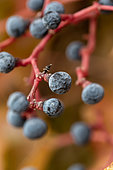 Baies de Vigne vierge (Parthenocissus sp.) en automne