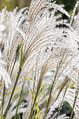 Eulalia (Miscanthus sinensis) flowers in november, Loire, France