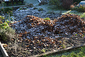 Piles of dead leaves on a vegetable plot in winter before being spread to form a mulch