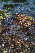 Piles of dead leaves on a vegetable plot in winter before being spread to form a mulch