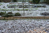 Frost on a leaf mulch covering a vegetable plot in winter and cordon trained apple
