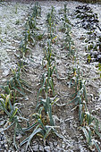 Rows of leeks in winter in a vegetable garden