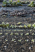 Frost on chicory, Chinese cabbage and 'Crapaudine' beet in a vegetable garden