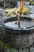 Willow bundle in a mini pond to prevent the pond from bursting due to frost