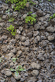Horse manure on a plot in a vegetable garden