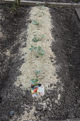 Charlotte' strawberry plants planted on a mound and mulched with linen