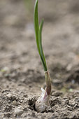 Young shoots of pink garlic