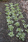 Rows of Chicory scarole in a vegetable garden in winter