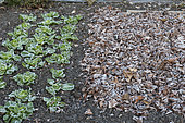 Rows of Chicory scarole in a vegetable garden in winter and mulching of dead leaves protecting a plot waiting to be cultivated. Vegetable garden in winter