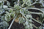 Celeriac in a vegetable garden in winter