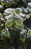 Frost on mint in a vegetable garden in winter