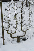 Pear tree trained under the snow in a double U shape.
