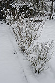 Row of currant and blackcurrant bushes along a path in a vegetable garden in the snow.