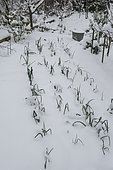 Rows of leeks in a vegetable garden under the snow