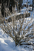Blackcurrant bushes in a vegetable garden in the snow.
