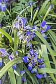 Touffe d'iris du Lazique (Iris lazica) en fleurs, plante d'ombre sèche, en février.