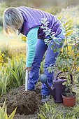 Woman planting a Brazilian guava tree (Feijoa, or Acca), late in the day, in spring.