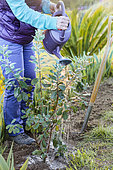 Woman planting a Brazilian guava tree (Feijoa, or Acca), late in the day, in spring.