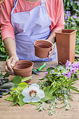Cutting atmosphere in summer: choice of different sizes and shapes of pots in which to put the cuttings to be rooted.