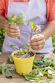 Woman cutting fuchsias in summer. Technique of taking cuttings from a portion of the stem.