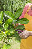 Pruning a citron (Citrus medica) in summer. The pruning product can be cuttings.