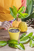 Pruning a citron (Citrus medica) in summer. Preparation of a stem tip.