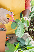 Cutting a fig tree in summer, step by step. Resizing the leaves at the top of the cutting.