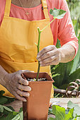 Cutting a fig tree in summer, step by step. Positioning in a high pot.
