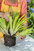Woman dividing an aechmea, in summer. Separation of shoots around a plant that has flowered.